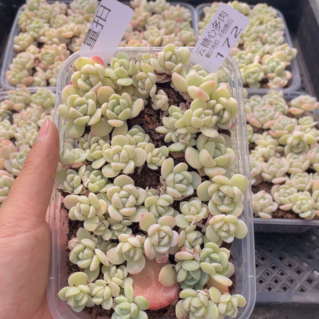 云糖心多肉植物172
