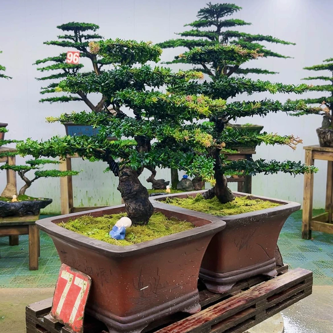 【闪购商品】无花朵用****3