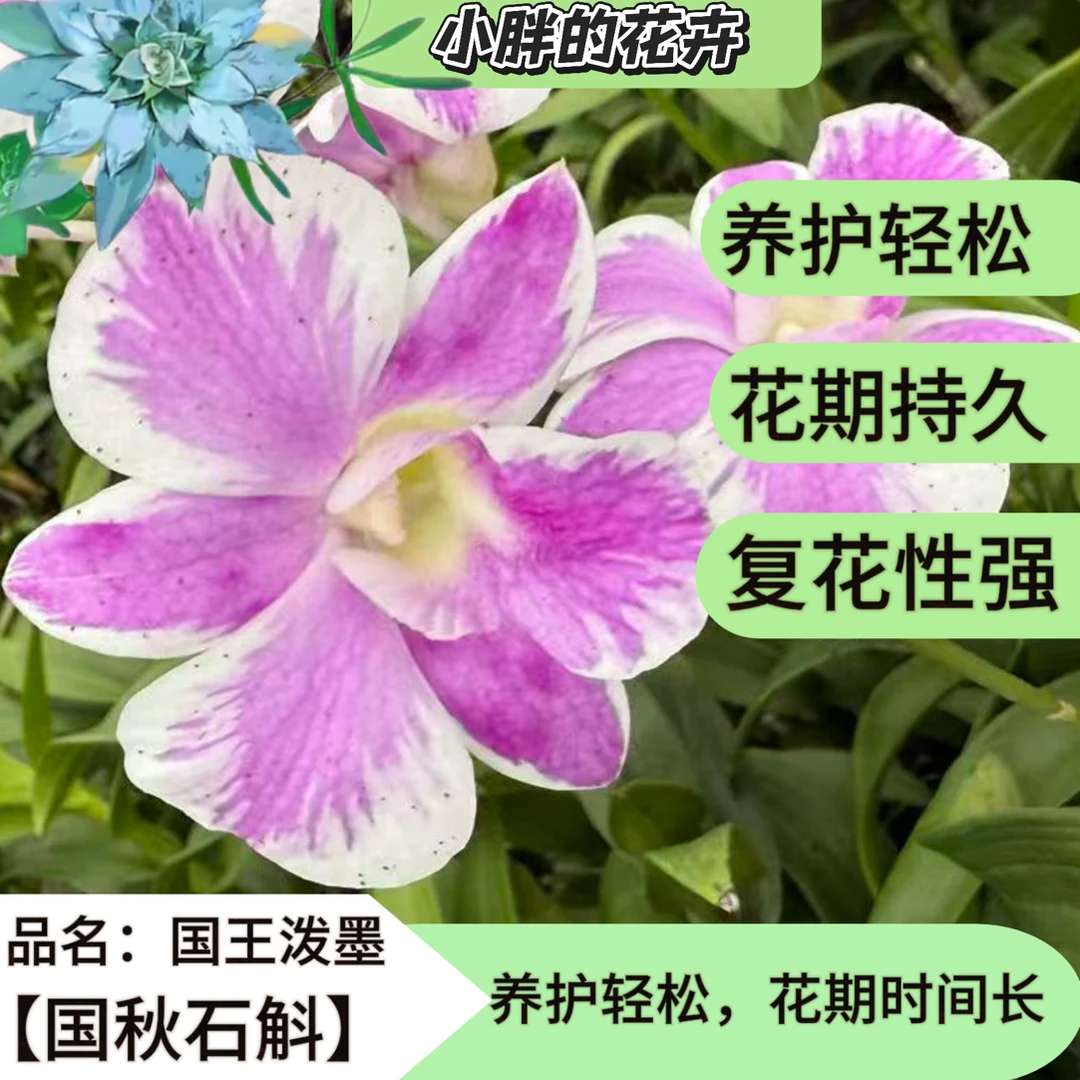 秋石斛《国王泼墨》 花期长 好养护