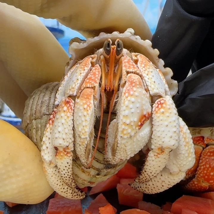 A21西柚色 毛球2.8cm口径