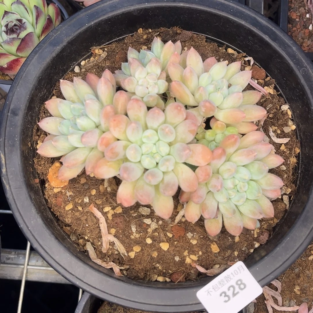 阿雅园艺。     328奶糖