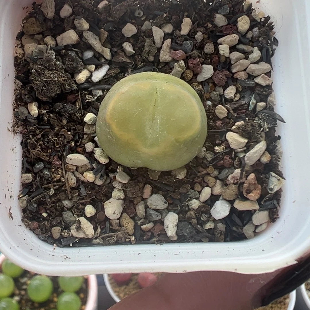 591欧泡带盆土发货