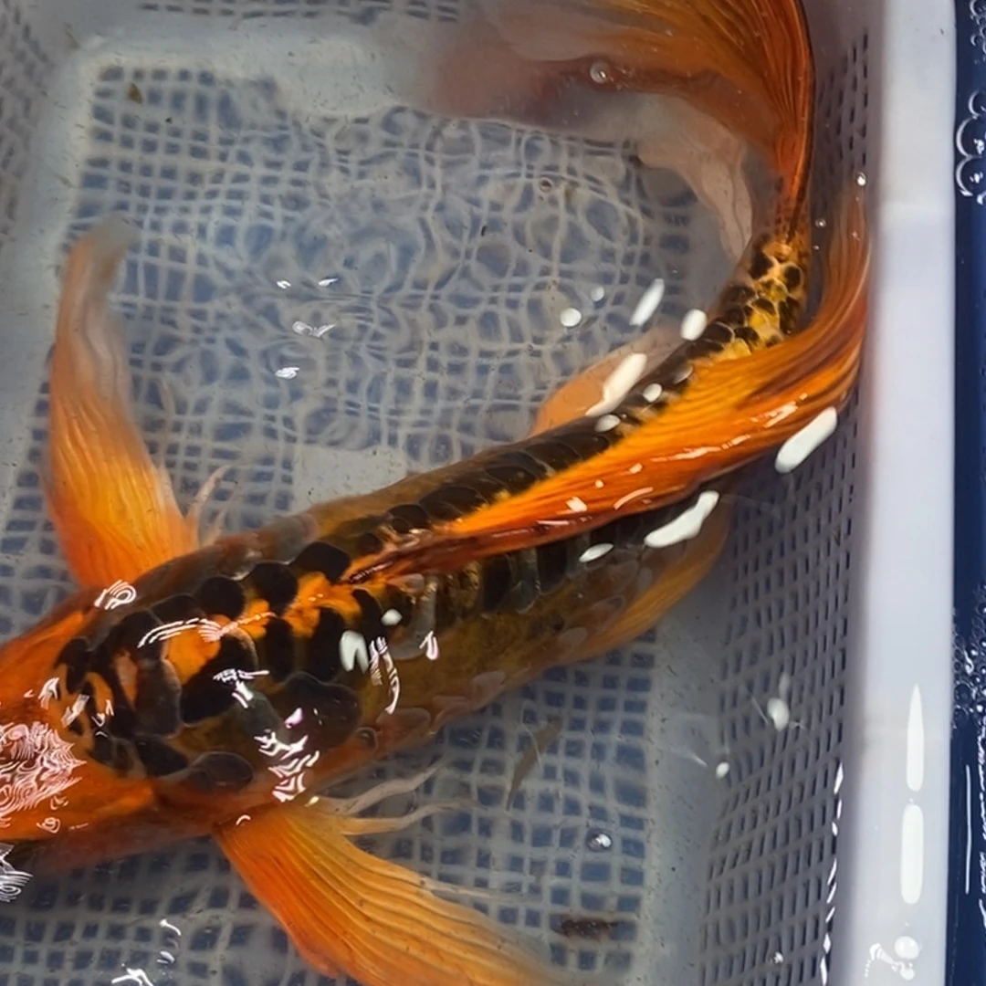 锦鲤冷水锦鲤包邮