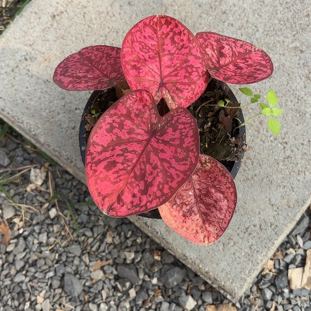 泰国彩叶芋306-0204