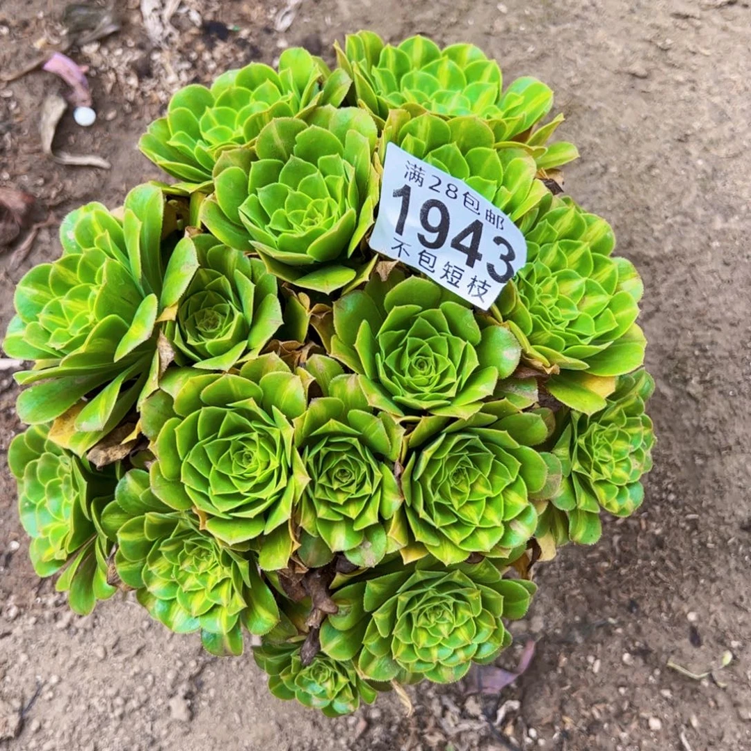 1943琉璃多肉植物法师