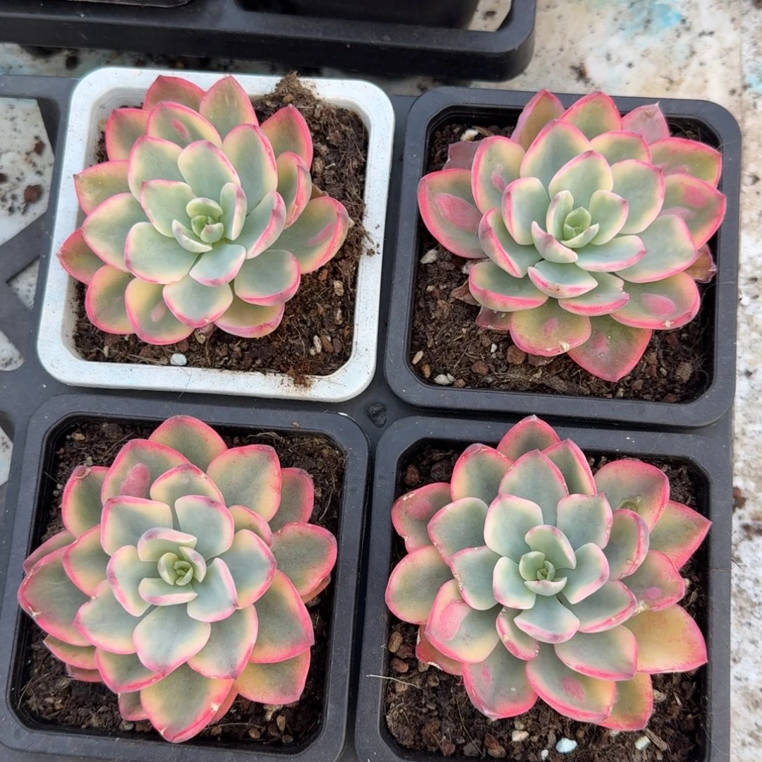 雨滴锦腹轮锦一颗的价格