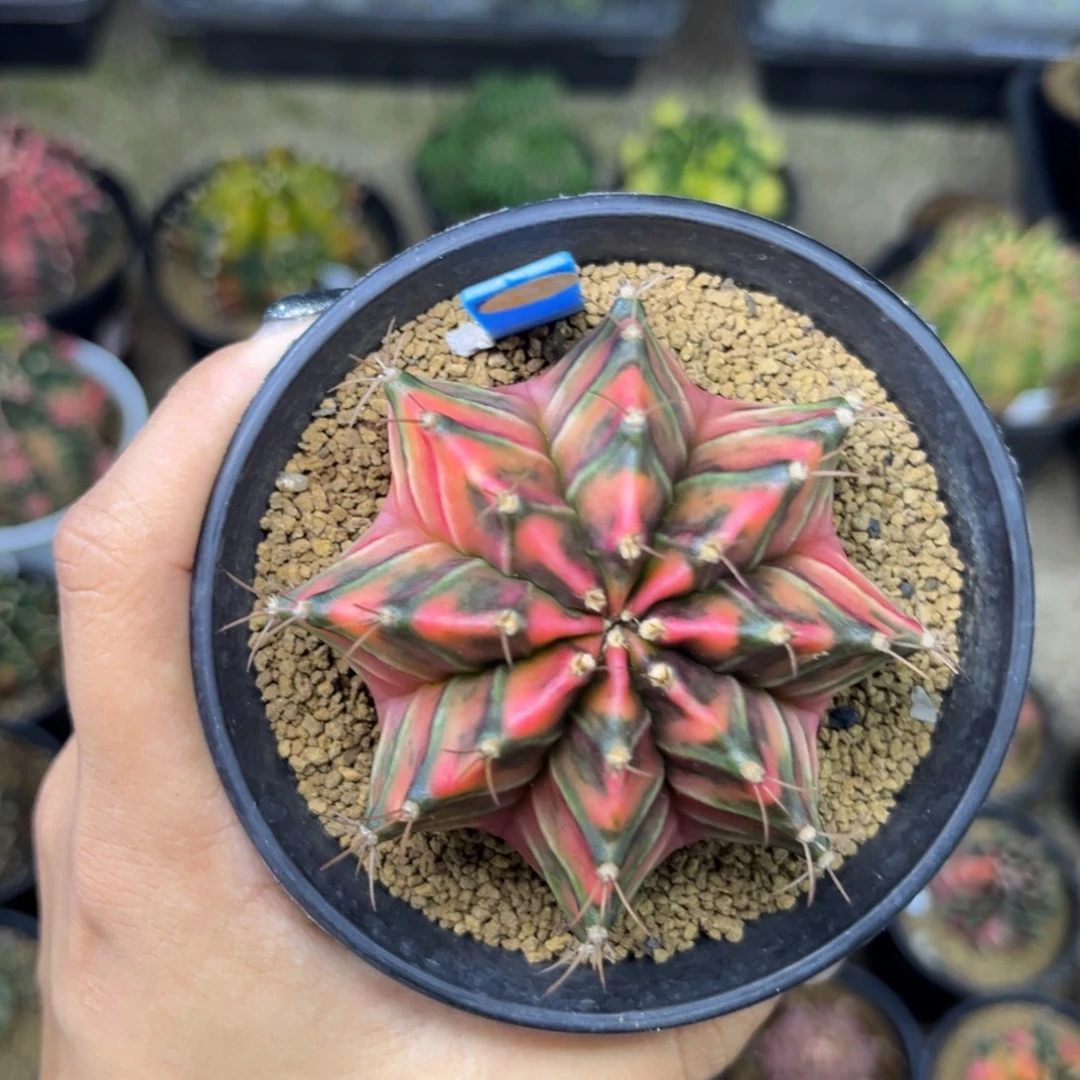 泰系米哈锦，带盆土发货