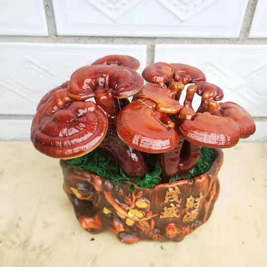 天然赤灵芝盆景室内四季可观赏办公室小盆栽发财植物