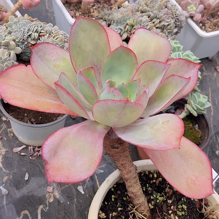 肯尼迪2709多肉植物