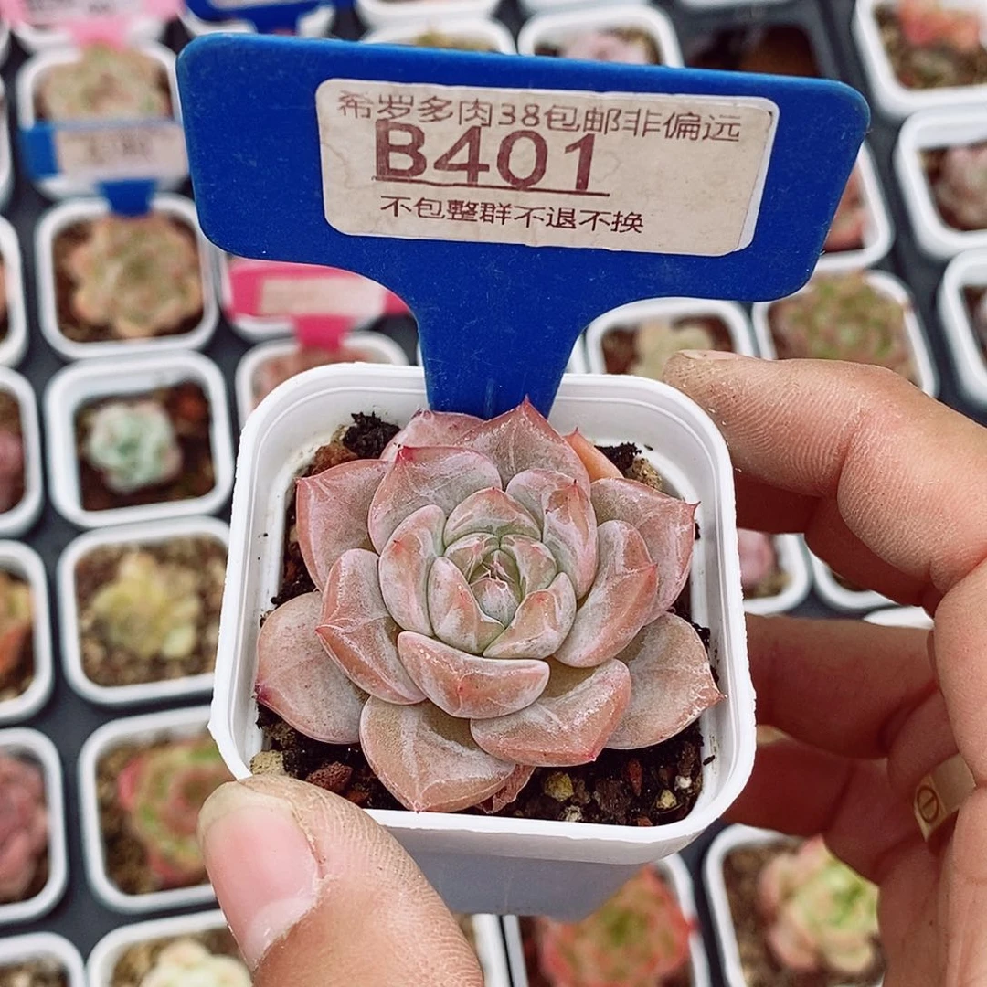 福利4-5cm多肉植物