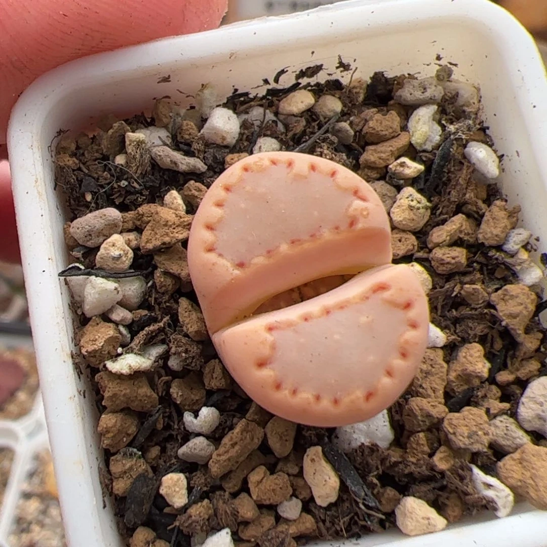 0528号饼干 多肉植物