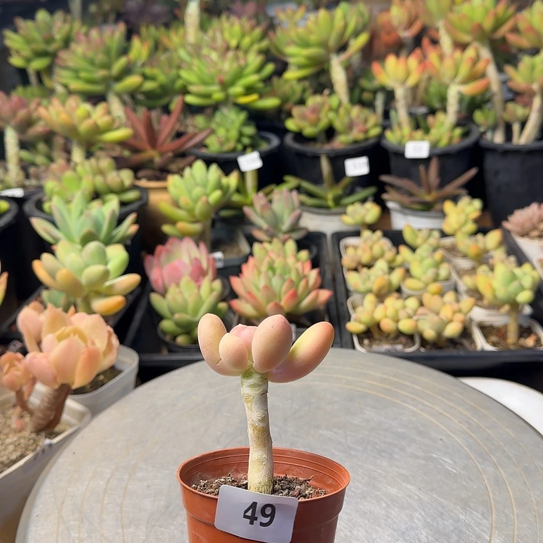 蓝**星补差价 5元