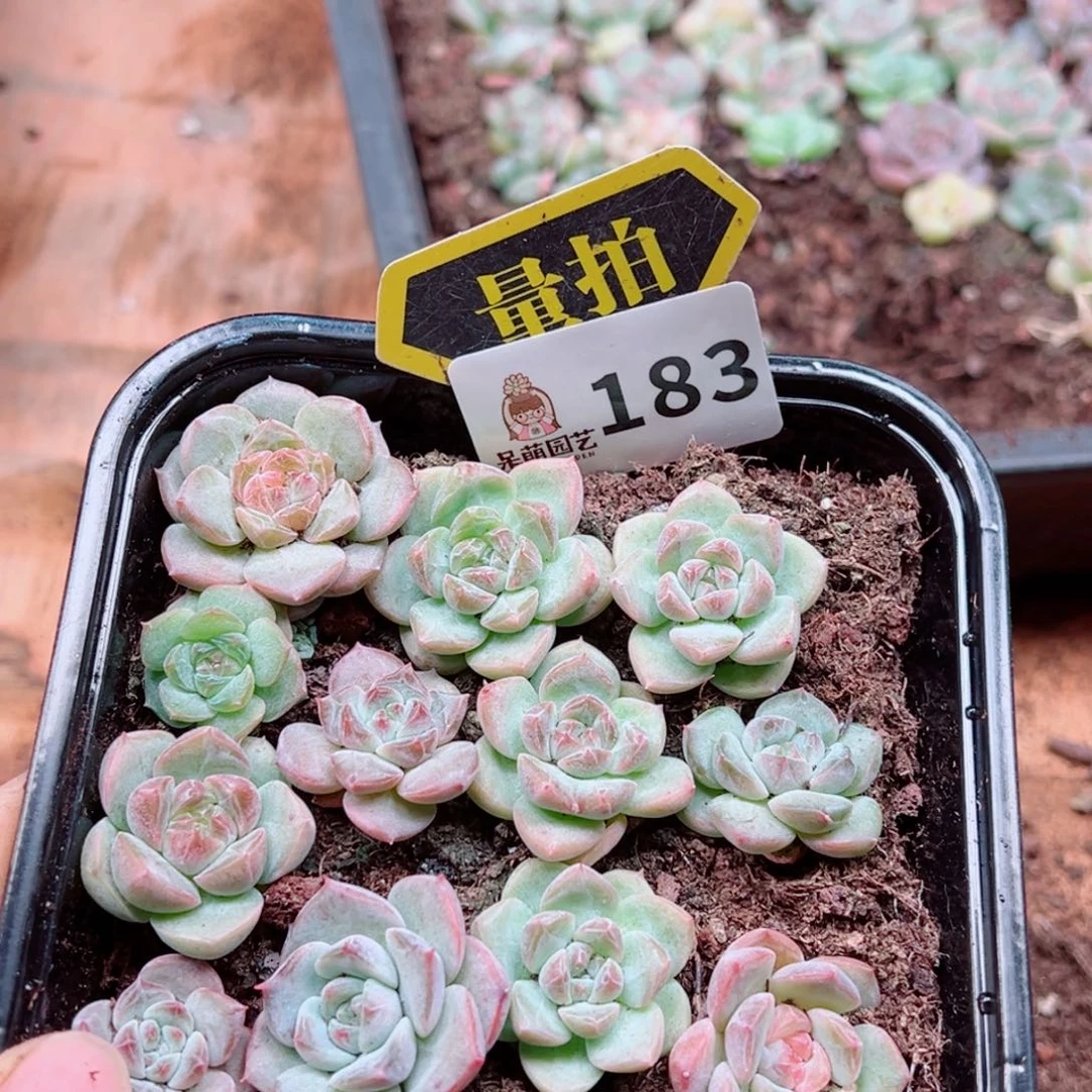 多肉植物多肉植物
