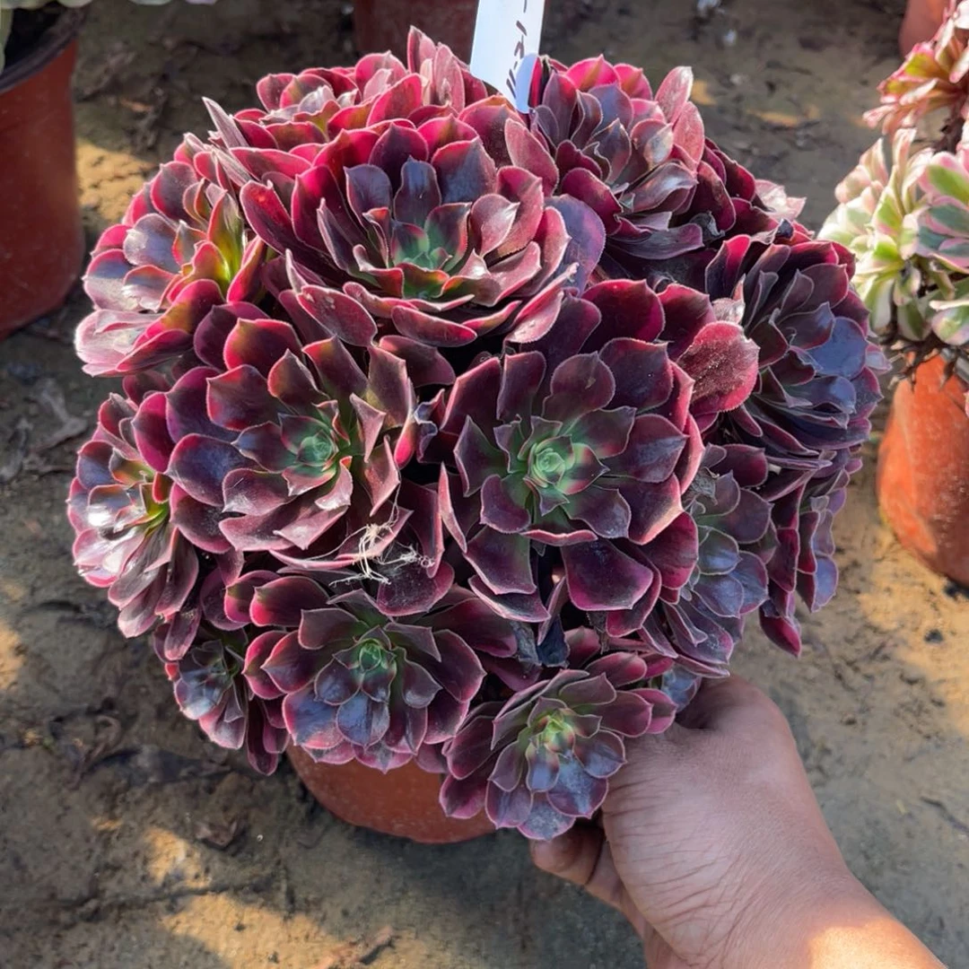 11-21-8凤冠法师锦