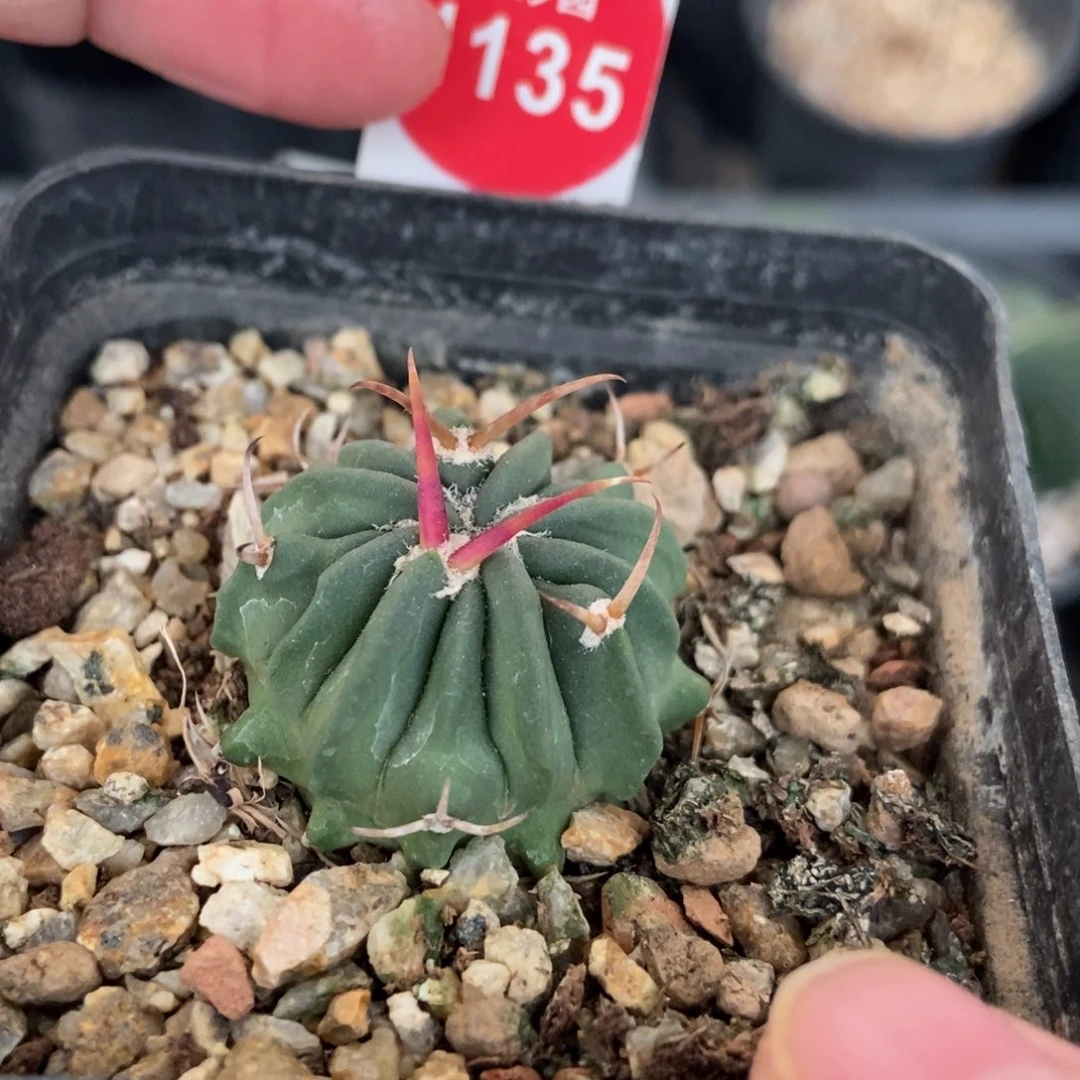 实生豪刺龙剑丸2.9cm