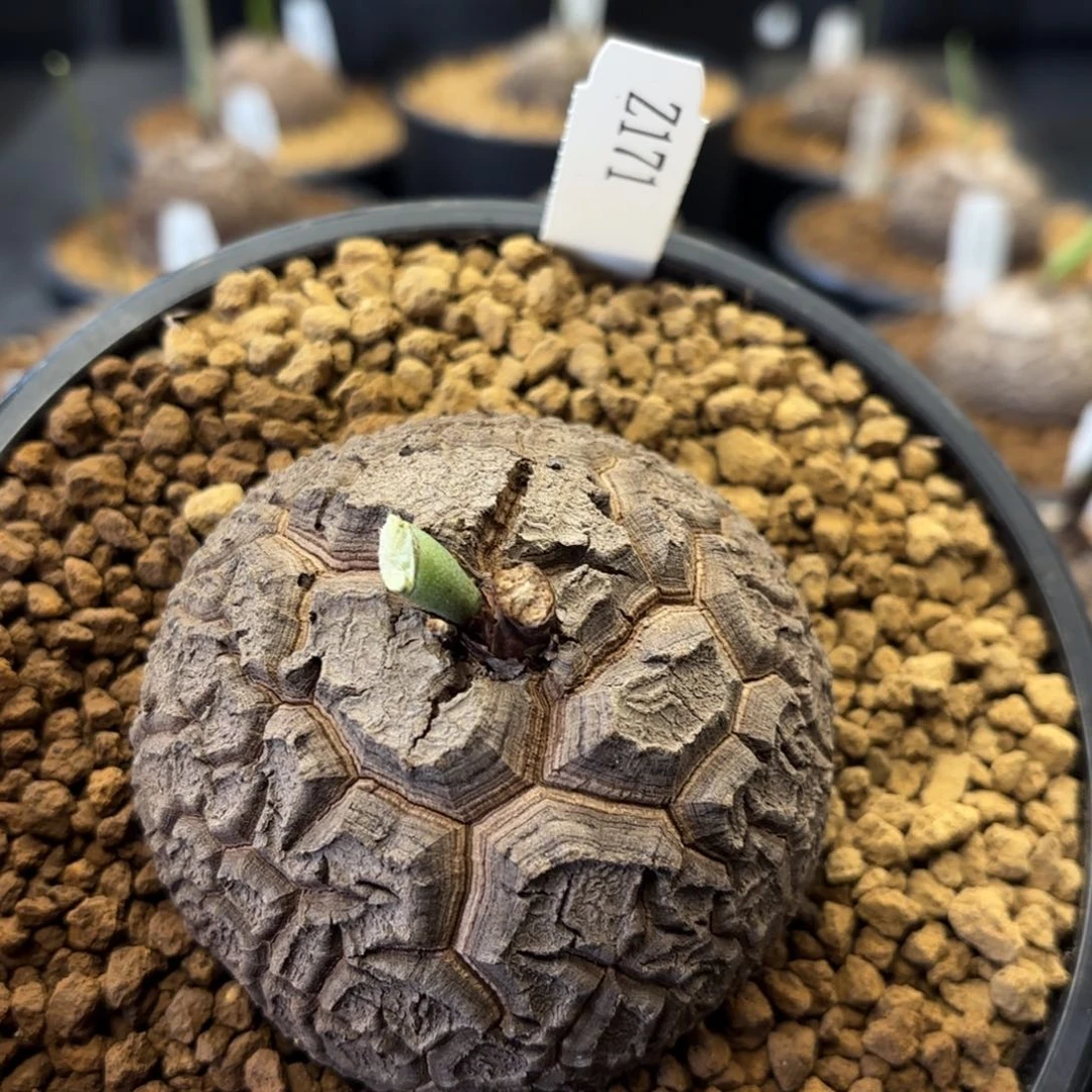 171龟甲龙7.5厘米不退换