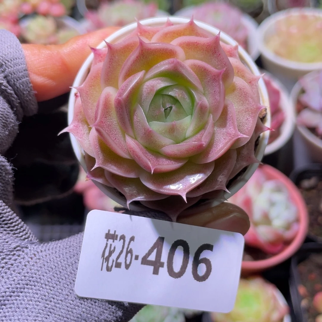 花利美26-406霜瓷