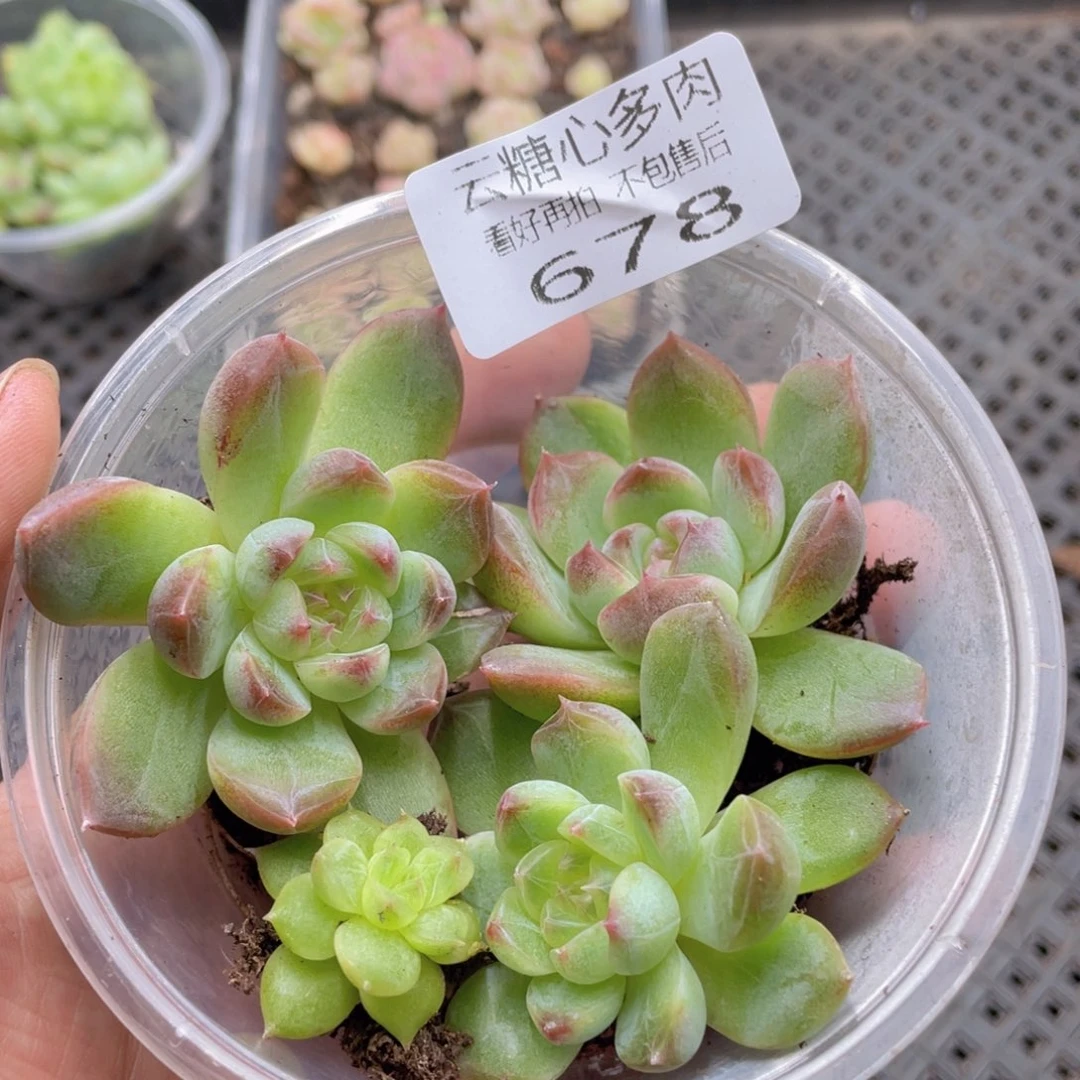 云糖心多肉植物678