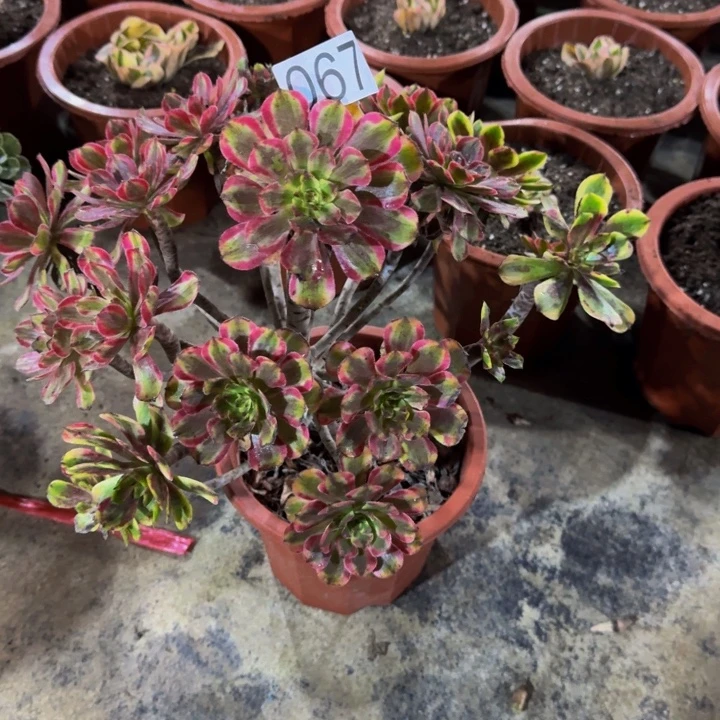 00000000000067夕颜