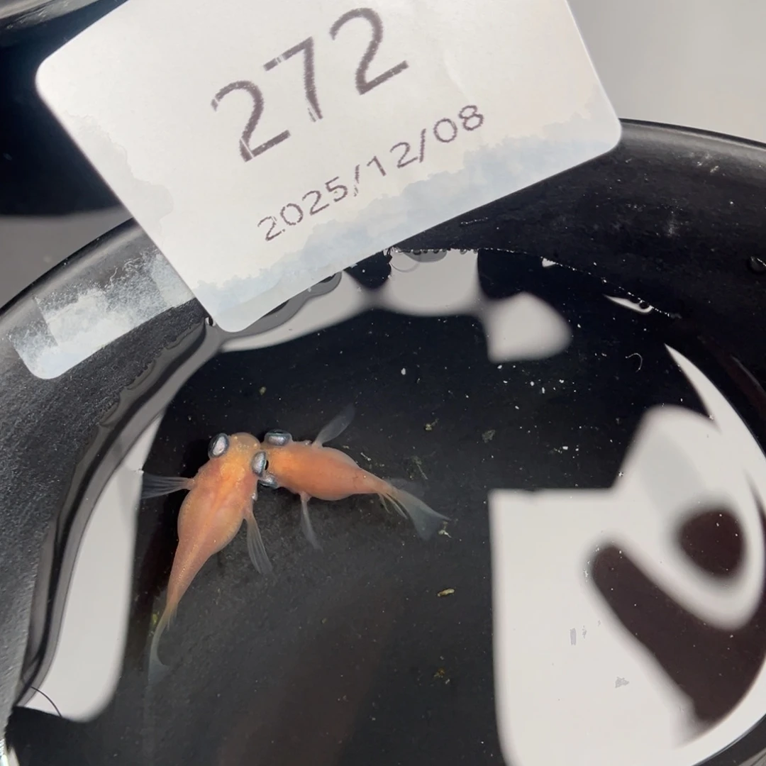 青鳉鱼272白出目球一对