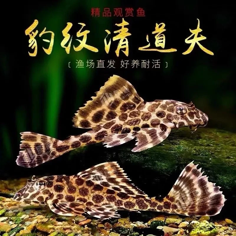 豹纹清道夫 清理鱼缸藻类粪便 鱼缸清洁工 豹纹工具鱼 定水检疫发