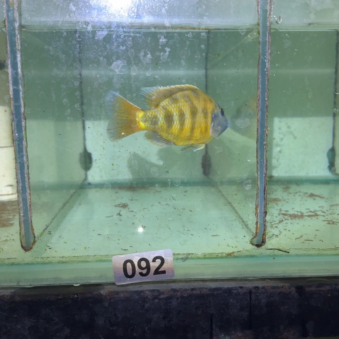 慈鲷鱼92号维纳斯