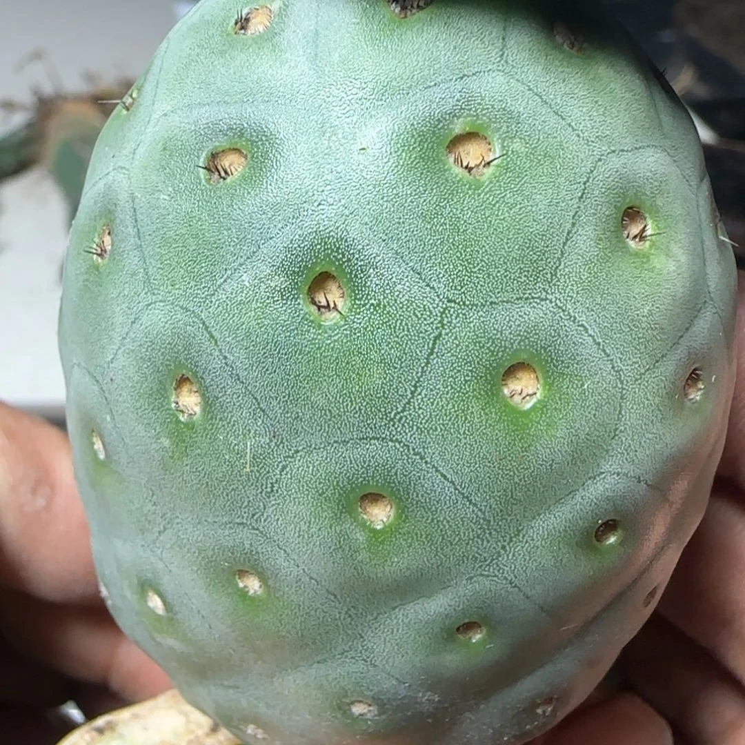 无花朵未上市新品无敌洞洞双头