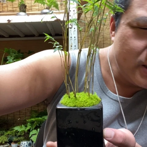 红陶一物一拍所见即所得309