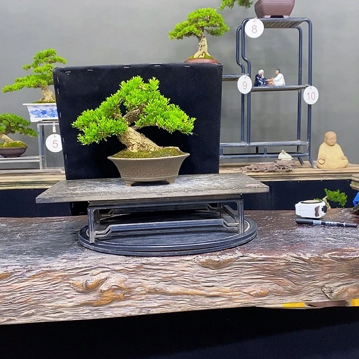 无花朵黄杨盆景四季常青不落叶