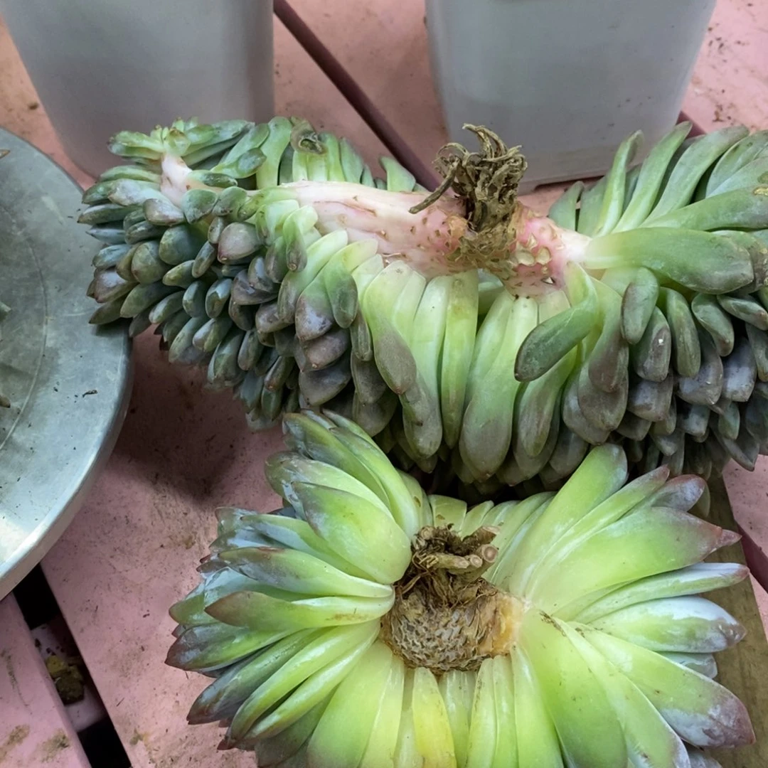 涛***世小虎多肉一物一拍星影