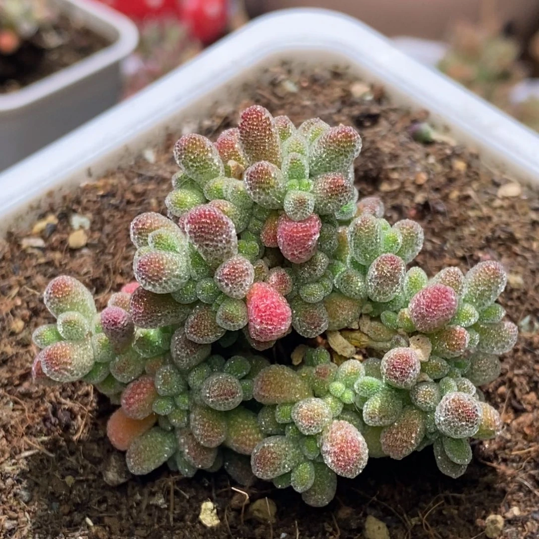 冰晶杂A433枝干番杏