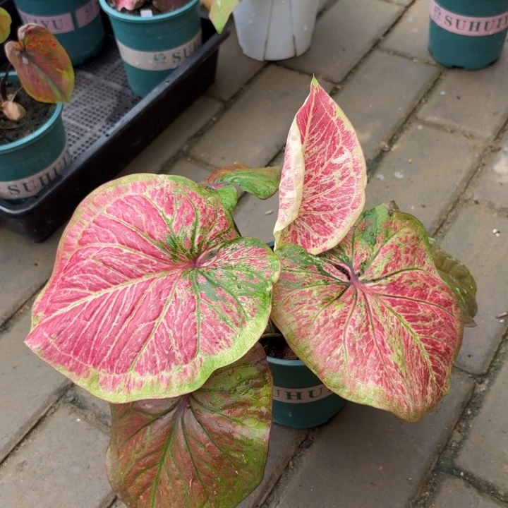 周***z大富翁泰国彩叶芋21-0825