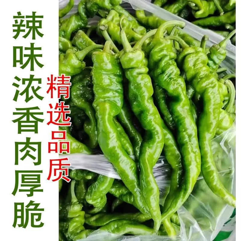 新鲜农家自种薄皮螺丝椒微中辣现摘现发当季蔬菜