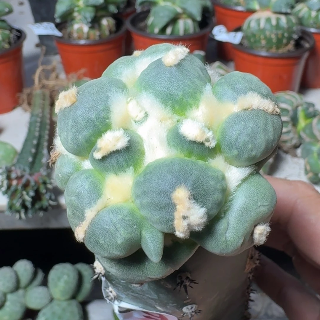【闪购商品】无花朵白**蛋尤699