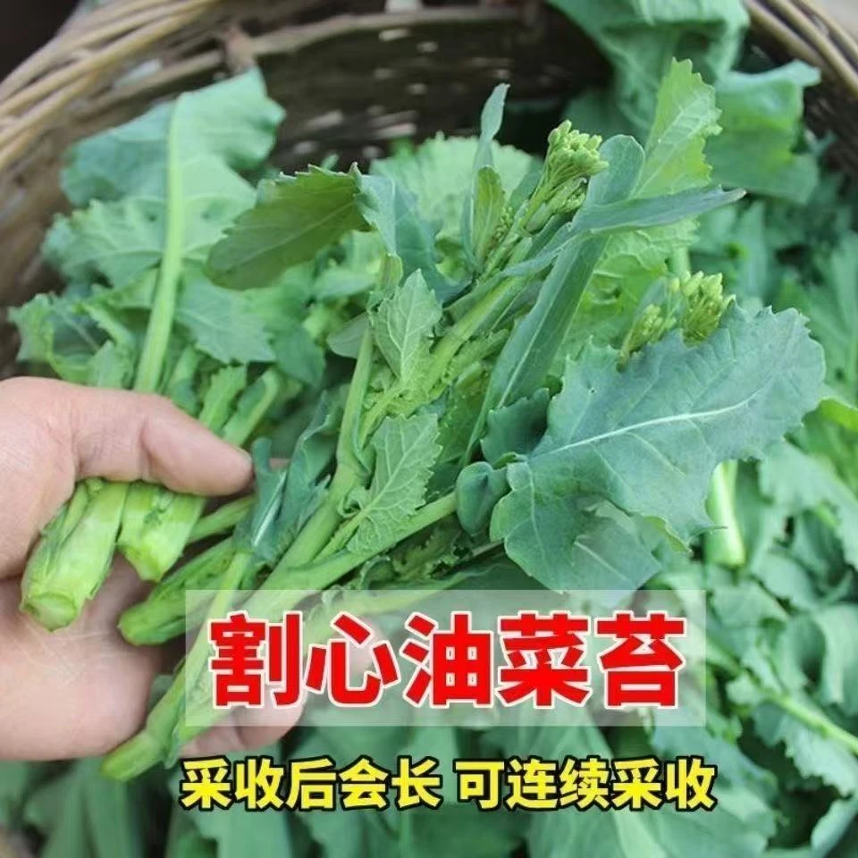 罗平小油菜种（可在花园，阳台，菜园自种）小油菜苔