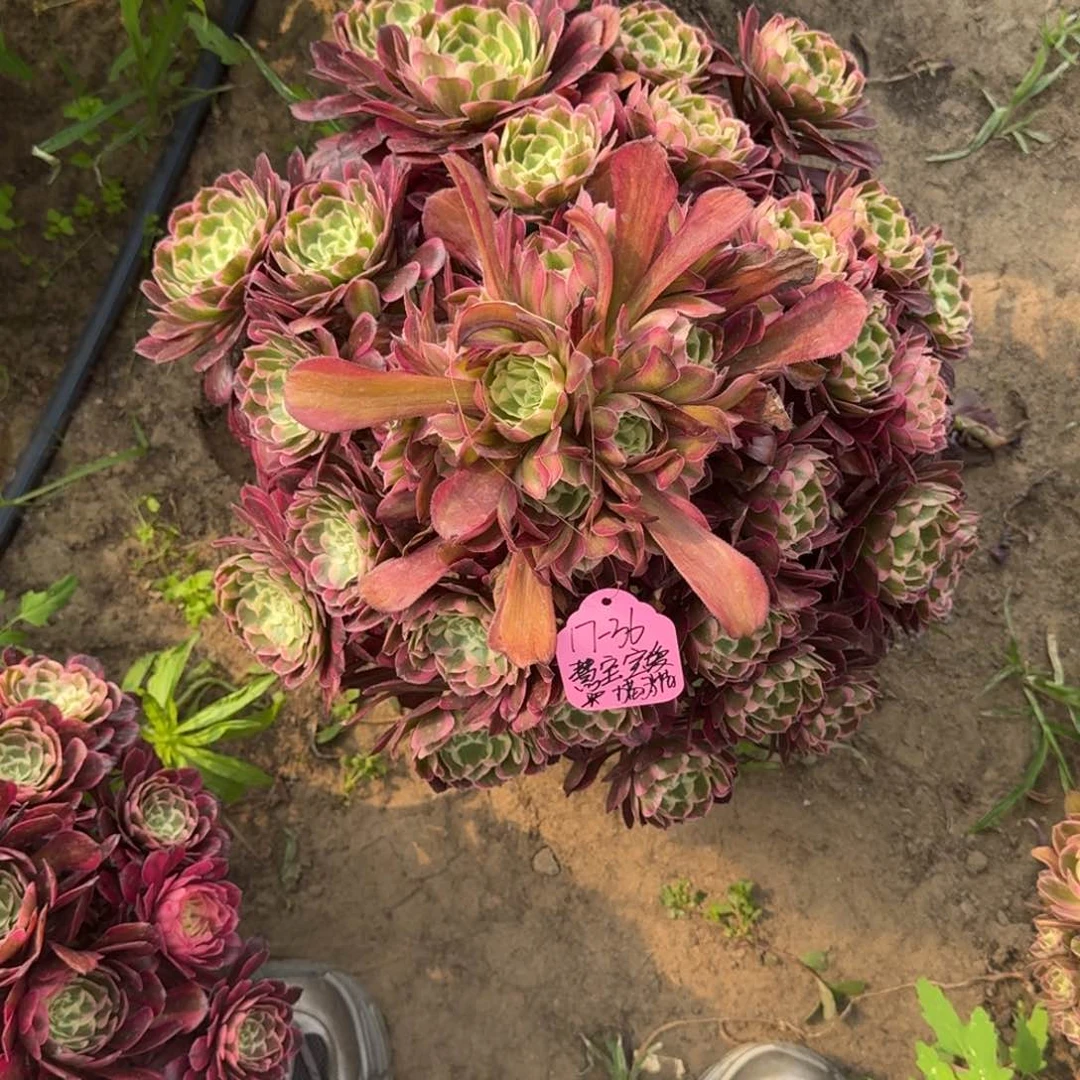 慧****猫法师霁月嫩桩17-36寄养