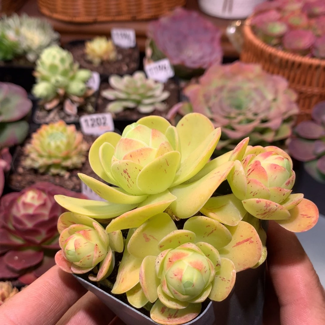 睡****糖清欢1276山地玫瑰