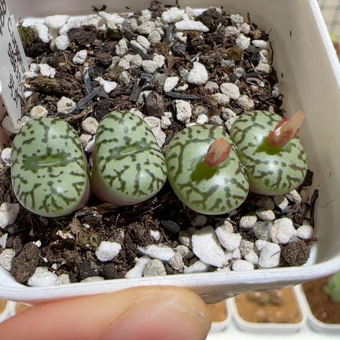 肉锥多肉植物组合-sb635安贞15