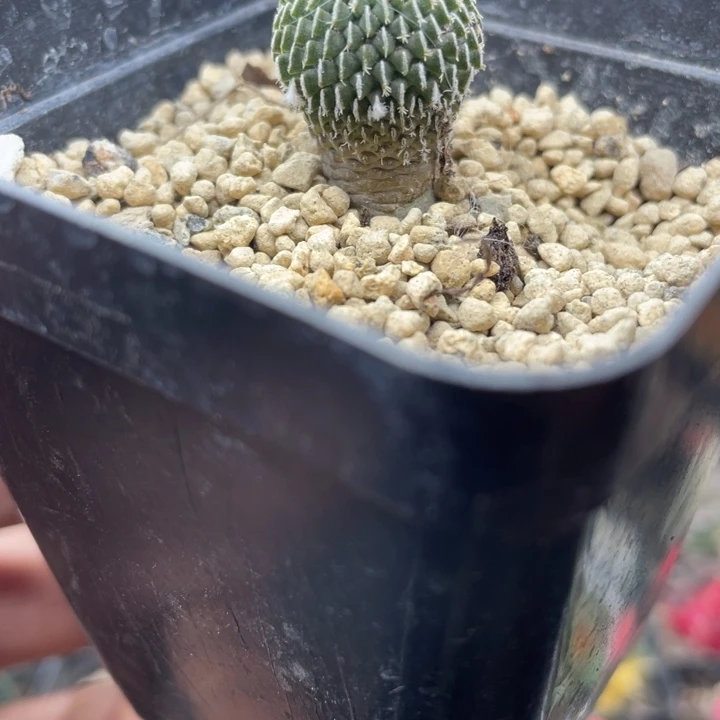 实生精巧殿刺缀一颗包邮