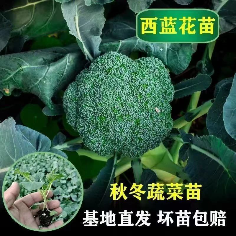 【国庆特惠】西兰花苗秧苗带土四季可种耐热耐寒高产蔬菜苗