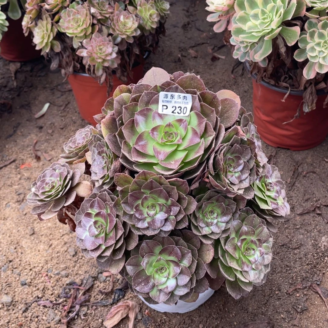 230花花多肉法师断枝不包