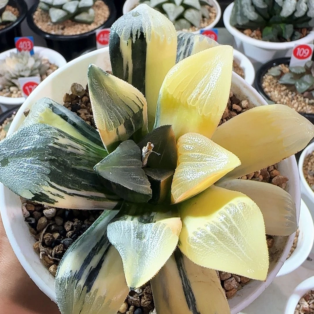 钓***者黑肌克锦带3侧芽一物一拍带盆土