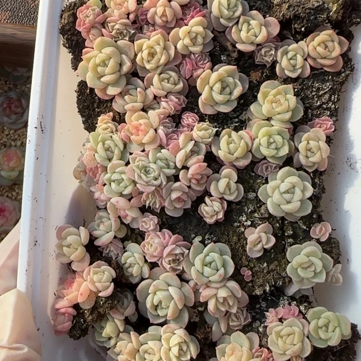 1号王者系列种播苗一盒