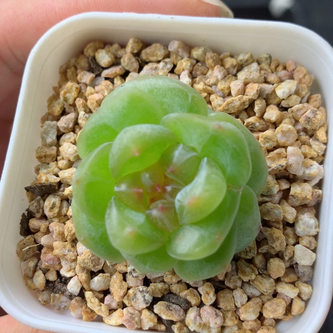 58包邮  群生不包整 11