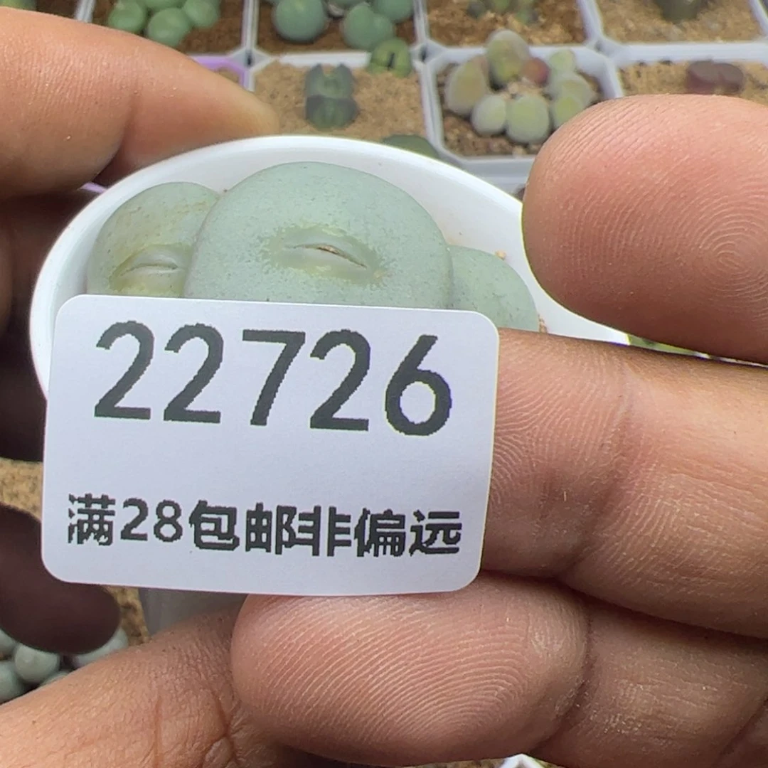 青*大家过年好22726