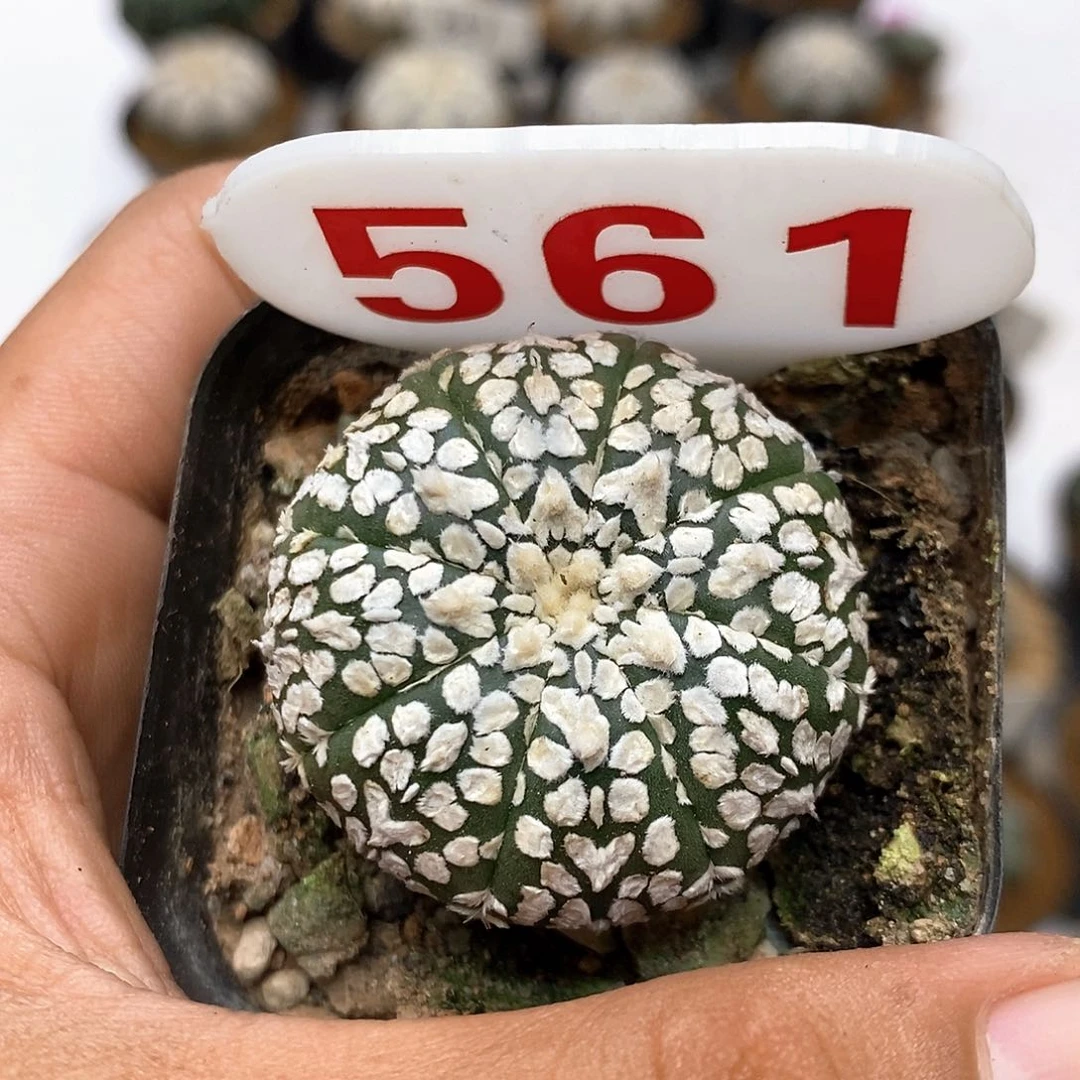 561福利特价咯福利