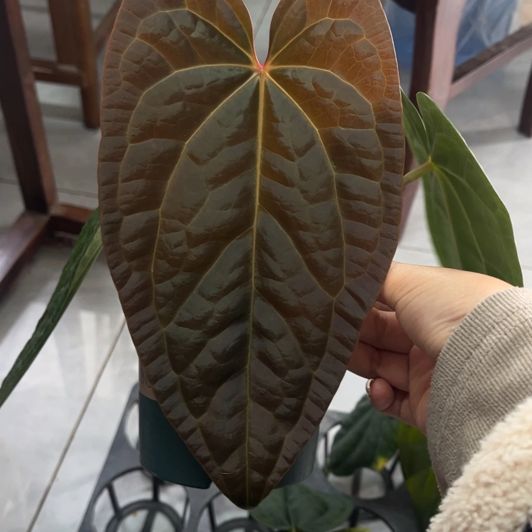 不开花植物奢华杂24