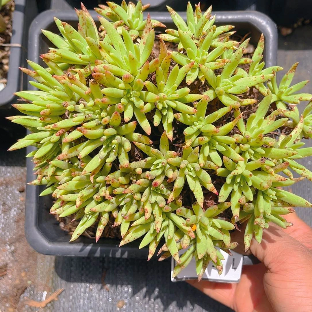 绿菊老朱多头1715