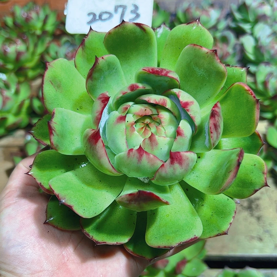 惊鸿仙子一物一拍2073号