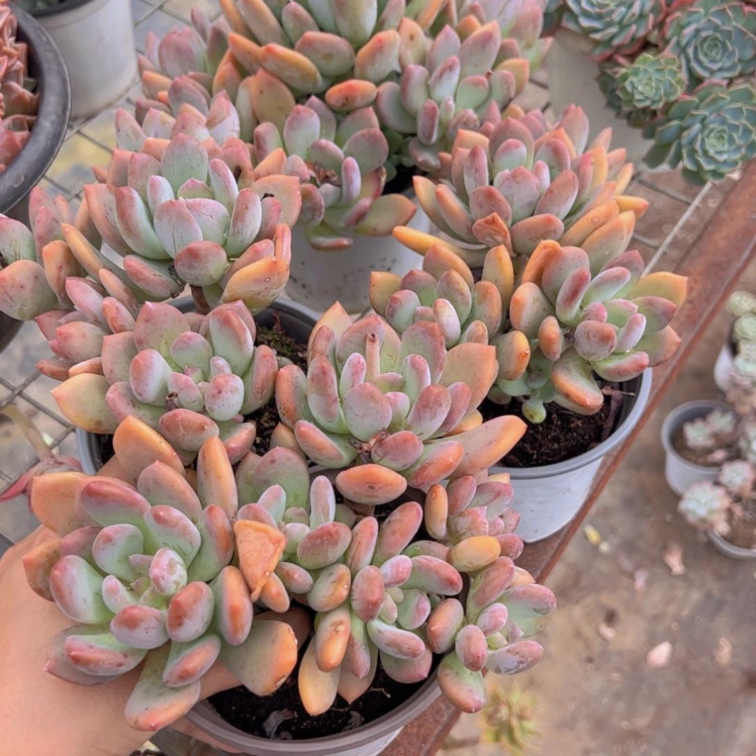 灰姑娘多头精控三盆多肉